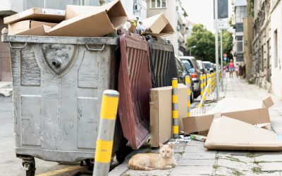 cute-cat-sitting-rubbish-bin-outdoors