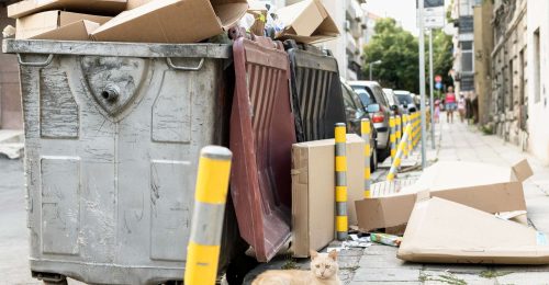 cute-cat-sitting-rubbish-bin-outdoors